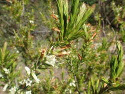 Epacris calvertiana var. calvertiana foliage and flowers.jpg