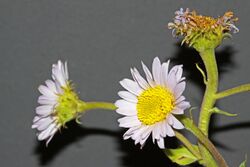 Erigeron eximius.jpg