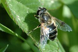 Eristalis.rupium2.-.lindsey.jpg