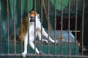 Brown and white monkey