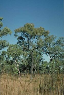 Eucalyptus jensenii.jpg