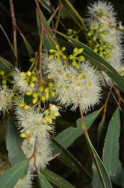 Eucalyptus pilligaensis buds.jpg