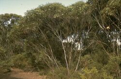 Eucalyptus rugosa.jpg