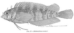 FMIB 38112 Malacoctenus moorei.jpeg