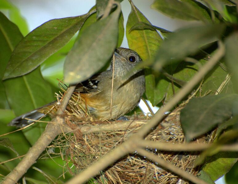 File:Female Thamnophilus caerulescens constructing nest.jpg