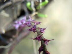 Fleurs Bulbophyllum teretifolium Schltr.jpg