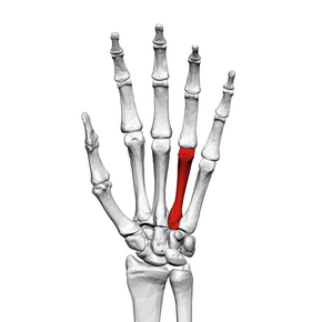 Fourth metacarpal bone (left hand) 01 palmar view.png