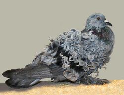 Frillback pigeon.jpg