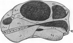 Galepus skull.jpg