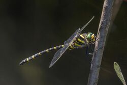 Golden-ringed dragonfly (Cordulegaster boltonii) male.jpg