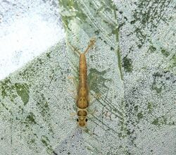 Green stonefly, Haploperla brevis (26217371753).jpg