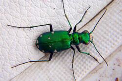 Green tiger beetle 1.jpg