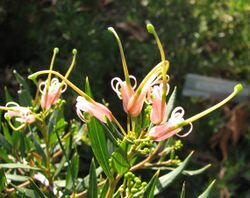 Grevillea Forest Rambler.jpg