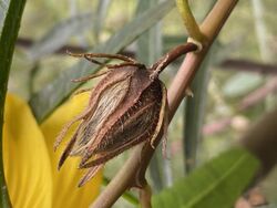 Hibiscus heterophyllus fruit.jpg