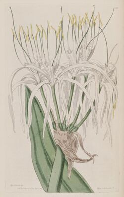 Hymenocallis caribaea (as Pancratium angustum) 3.221.jpg