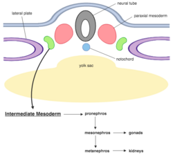 Intermediate mesoderm.png