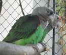 Two parrots with a grey head, grey neck, white bill and dark green wings perching.