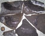 Kupferschiefer Fossilien.JPG