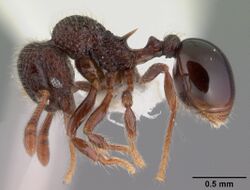 Lachnomyrmex longinoi psw7771-6 profile 1.jpg