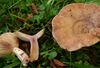 Lactarius violascens 25391.jpg