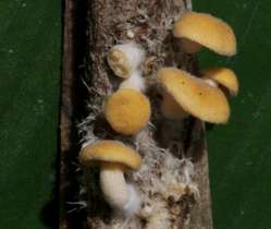 Picture showing small, laterally striped mushrooms on a mat of mycelium developing at the stem of a leaf