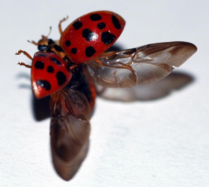 File:Lady beetle taking flight.jpg