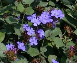 Leadwort, Hardy Blue Plumbago (Ceratostigma plumbaginoides).jpg