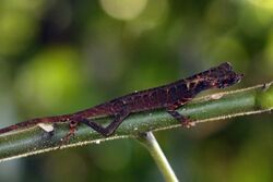 Leaf-nosed agama (Aphaniotis ornata).jpg