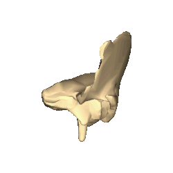 Left temporal bone close-up lateral animation2.gif