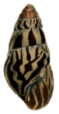 Limicolaria martensiana shell.png