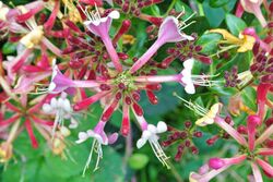 Lonicera × heckrottii.JPG