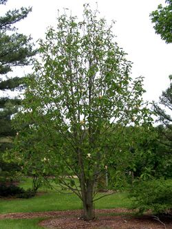 Magnolia officinalis habit.jpg