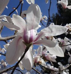 Magnolia zenii flower.jpg