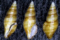 Maoritomella batjanensis 001.jpg