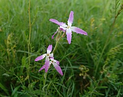 Matthiola afghanica, Behbahan.jpg