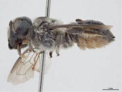 Megachile rugosa f.jpg