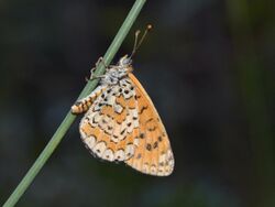 Melitaea trivia syriaca 1.jpg