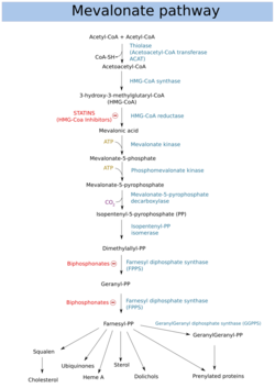 Mevalonate pathway.svg