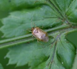 Monalocoris filicis - a fern bug - Flickr - S. Rae.jpg
