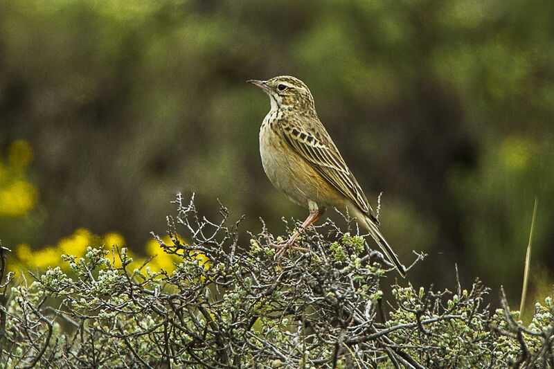 File:Mountain Pipit - Natal - South Africa S4E7209 (16378615434).jpg