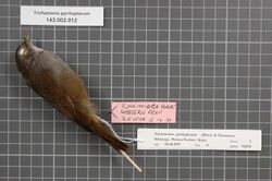 Naturalis Biodiversity Center - RMNH.AVES.94394 1 - Trichastoma pyrrhopterum (Reichenow and Neumann, 1895) - Timaliidae - bird skin specimen.jpeg
