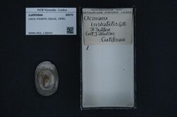 Naturalis Biodiversity Center - RMNH.MOL.136043 - Lottia instabilis (Gould, 1846) - Lottiidae - Mollusc shell.jpeg