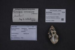 Naturalis Biodiversity Center - ZMA.MOLL.28808 - Morula musiva (Kiener, 1835) - Muricidae - Mollusc shell.jpeg