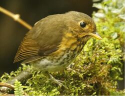 Ochre-breasted Antpitta.jpg