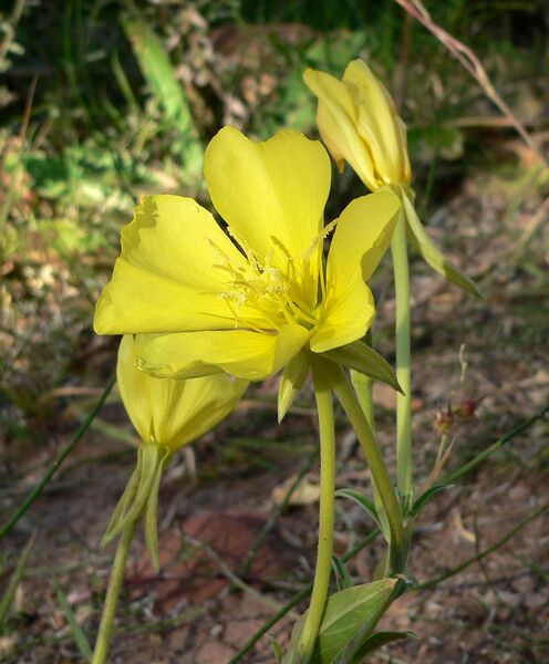 File:Oenothera longissima 4.jpg