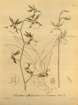 Oncidium reflexum - Oncidium geertianum (as Oncidium caesium) - Xenia vol 1 pl 36 (1858).jpg