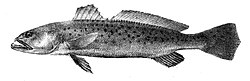 Otolithus maculatus Ford 46.jpg