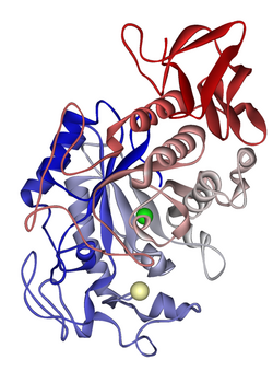 Pancreatic alpha-amylase 1HNY.png