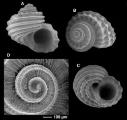 Parviturbo weberi (MNHN-IM-2012-5736).jpeg