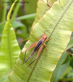 Patiscus thaiensis (Ingrisch, 1987) Gryllidae (26977225936).jpg